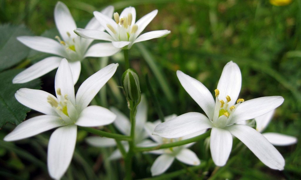 29 Star of Bethlehem Bachblüten für Kinder