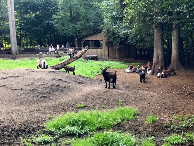 Frankenhof - Wildpark und Abenteuerspielplatz - Tiergehege