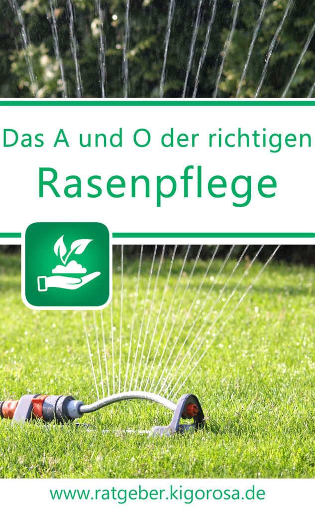 Rasenpflege im Sommer Mähen und Wässern