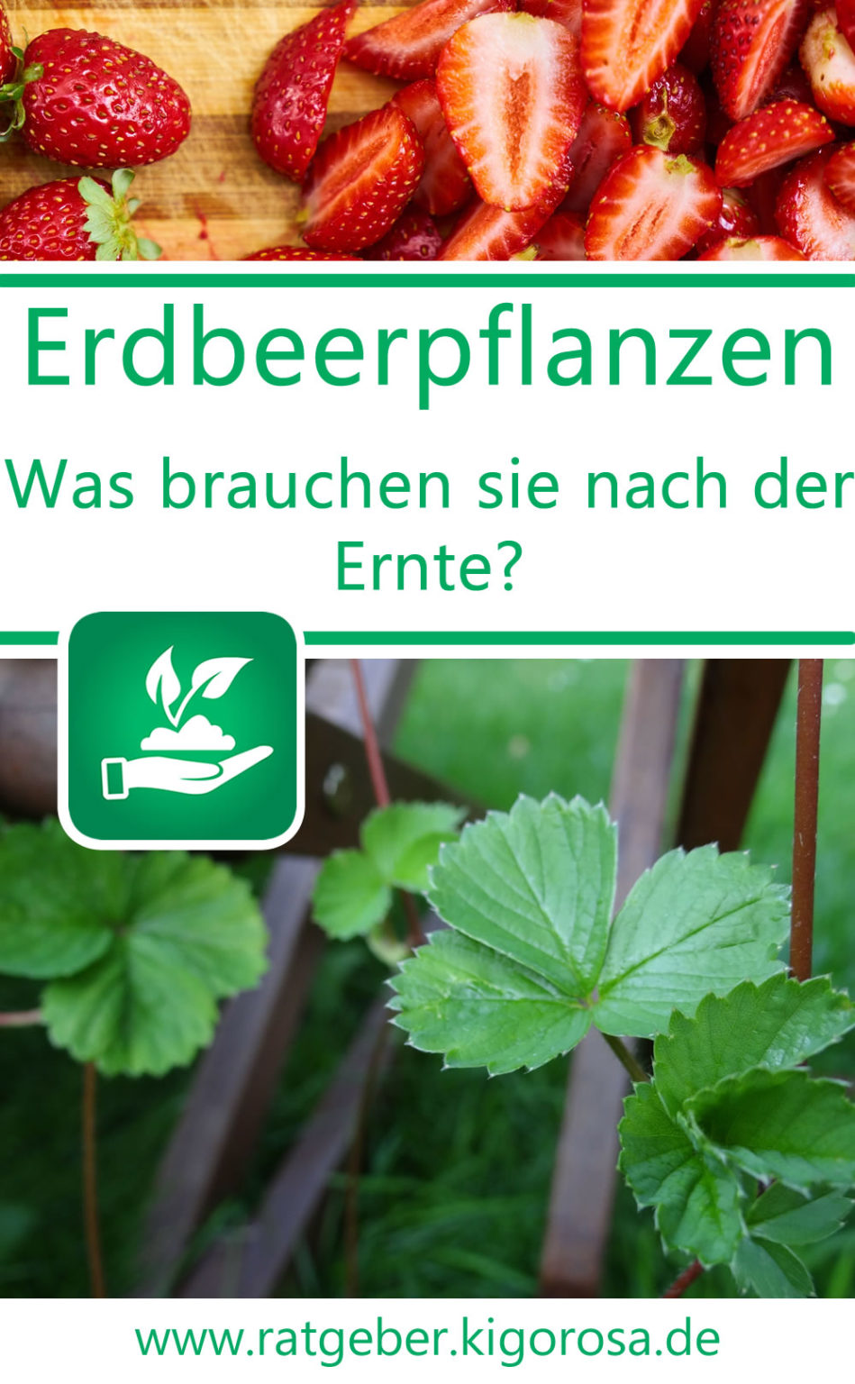 Das brauchen Erdbeerpflanzen nach der Ernte